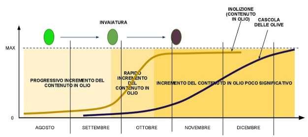 Ripresa vegetativa: inizi aprile LE FASI FENOLOGICHE DI RIFERIMENTO (posizionamento medio) Mignolatura: seconda settimana di maggio Fioritura: quarta settimana di maggio prima settimana di giugno