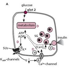 GLUT2: trasportatori del glucosio, dalla