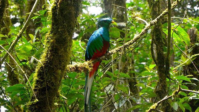 La stazione biologica La Selva un esempio unico di foresta pluviale planiziale ancora intatta ai piedi della Cordillera Volcanica Central.