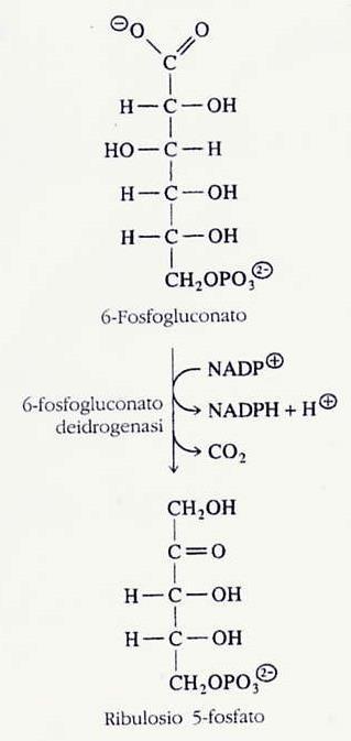 Decarbossilazione ossidativa del 6-fosfogluconato La trasformazione del 6-fosfogluconato in ribulosio-5-p è un processo di decarbossilazione ossidativa, catalizzato dalla 6-fosfogluconato