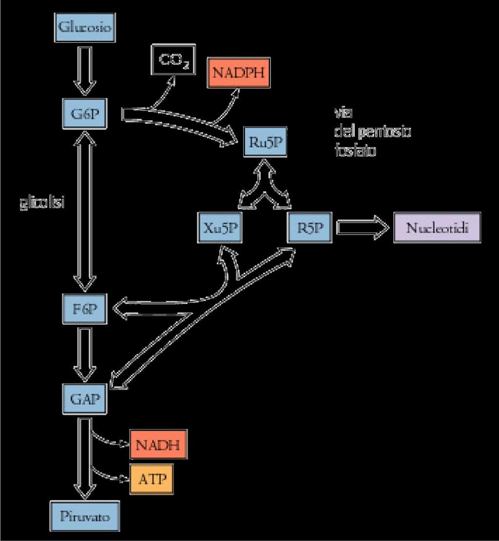 Relazione tra la glicolisi e la via dei pentosi fosfati Il flusso del glucosio 6-fosfato dipende dal fabbisogno di NADPH, ribosio 5-fosfato (R5P) e ATP.