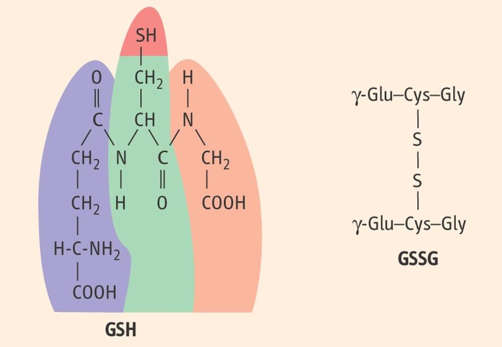 Il Glutatione Il glutatione è un tripeptide formato da glicina, cisteina e acido glutammico. (γglutamil-cisteinil-glicina).