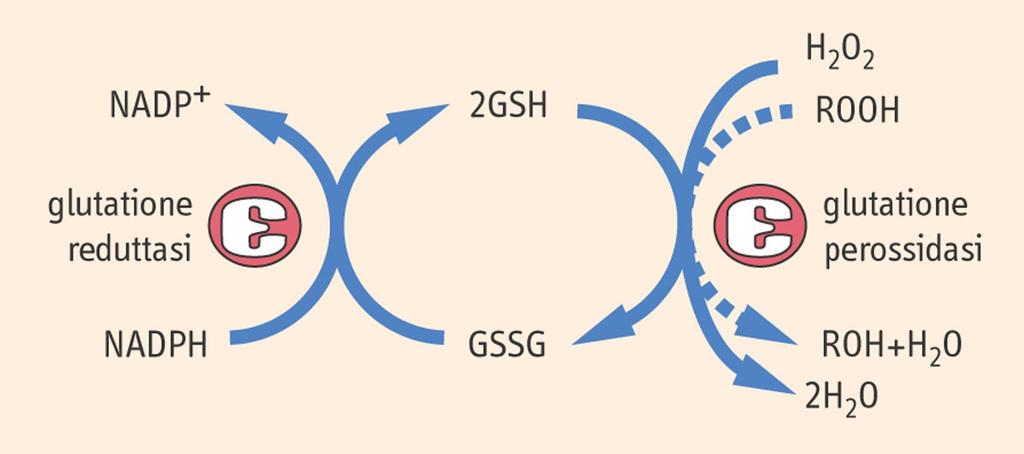 Il Glutatione: rigenerazione Il glutatione è mantenuto allo stato ridotto (GSH) a spese del NADPH nella seguente reazione catalizzata dalla glutatione riduttasi: NADPH(H + ) + GS-SG NADP + + 2 G-SH