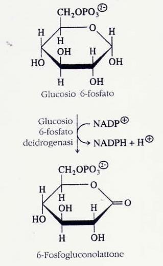 Prima fase : via ossidativa Ossidazione del glucosio-6-p Il glucosio-6-p viene ossidato della glucosio-6-p-deidrogenasi.