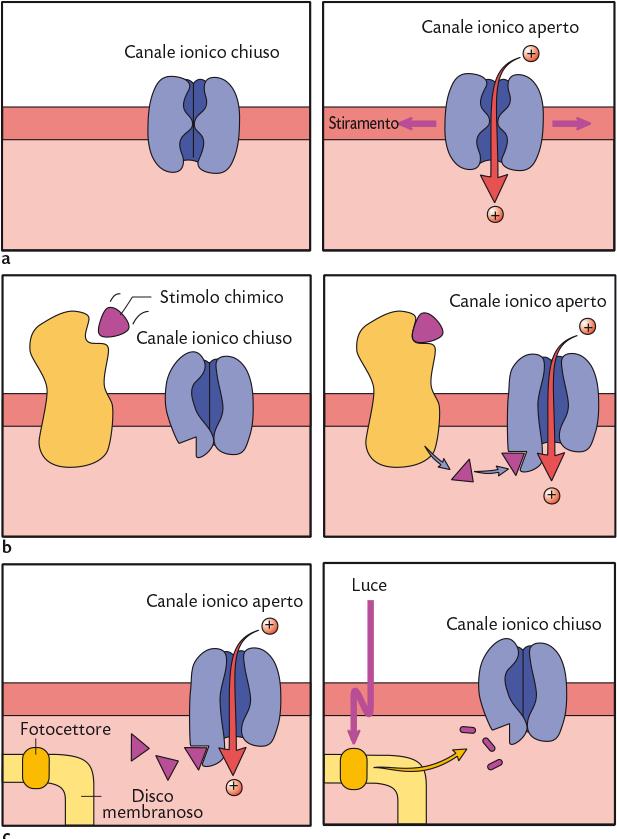 ReceGori