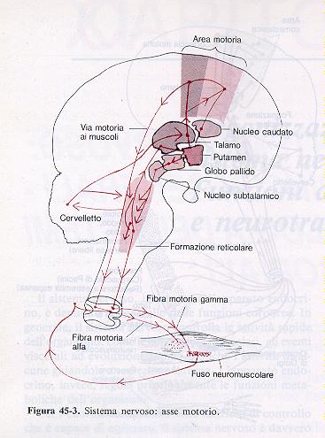 Asse motorio sistema nervoso Livelli di controllo 1)Midollo spinale 2) Sostanza reticolare bulbo,