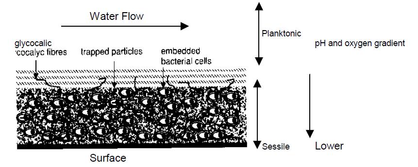 Idrico sanitario: ruolo del biofilm L azione dei trattamenti ha effetto principalmente sulla legionella planctonica e superficiale: il biofilm protegge