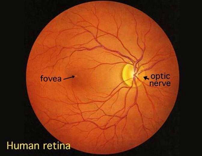 La fovea centralis è la regione della visione distinta.
