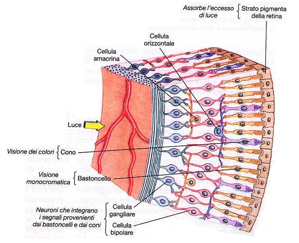 A questo livello la retina si assottiglia e modifica la sua struttura. Figura 1.2 - Immagine oftalmoscopica del fondo dell'occhio. A destra si osserva la papilla ottica con i vasi retinici.