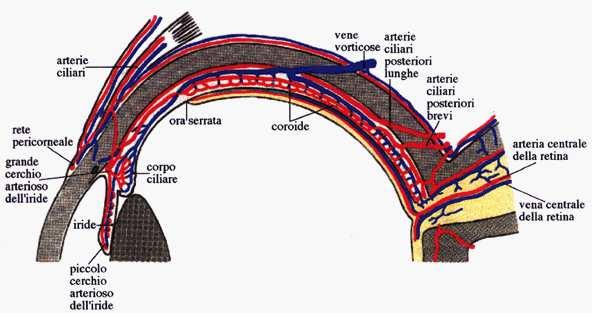 1.2 Vascolarizzazione della retina La retina è irrorata da due letti vascolari indipendenti, che sono stratificati l'uno sulla faccia interna (sistema dell'arteria centrale della retina) e l'altro