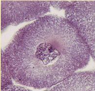 Presenta una coppia di centrioli. 1- PROFSE ORREDO ROMOSOMIO DIPLOIDE Esempio con due coppie di cr.