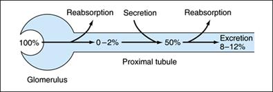 Iperuricemia I livelli plasmatici di acido urico dipendono anche dal sistema di trasporto renale costituito da 4 fasi:
