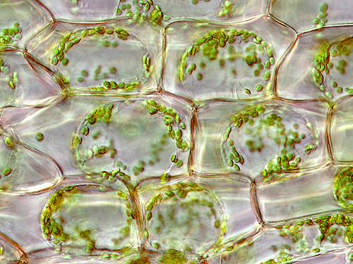 cellula di essere vivente Interno: soluzione acquosa di centinaia di biomolecole Membrana: liquido bidimensionale di biomolecole Caratterizzazione