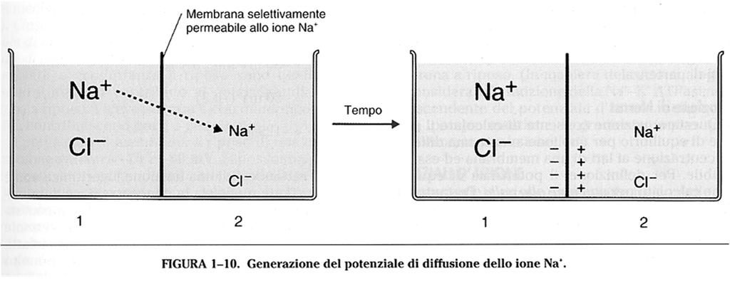 Diffusione di particelle cariche Come le particelle senza carica anche gli ioni tendono a diffondere verso l ambiente in cui la loro