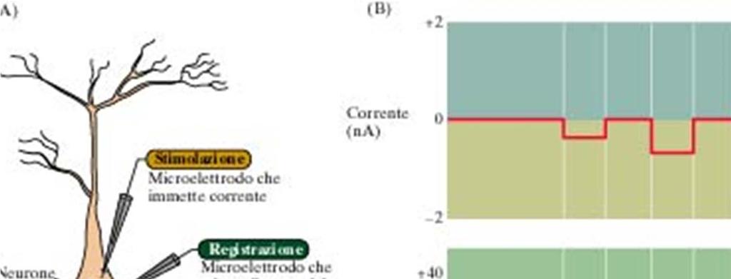 Il potenziale d azione Lo