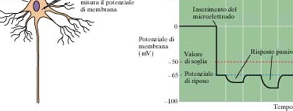 essere depolarizzante (1) o