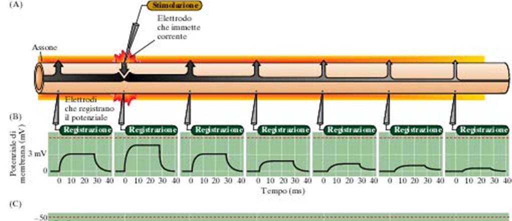 Propagazione elettrotonica nel neurone passivo Il segnale