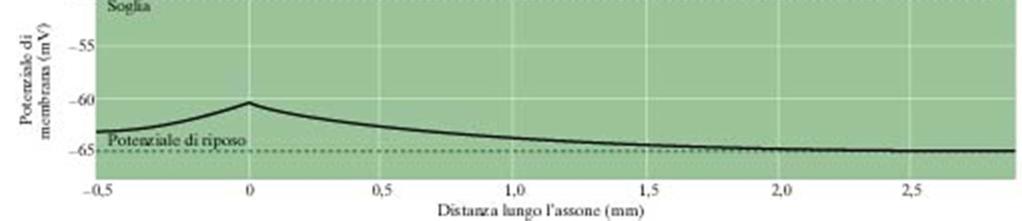 distanza dal punto di stimolazione Maggiore il diametro