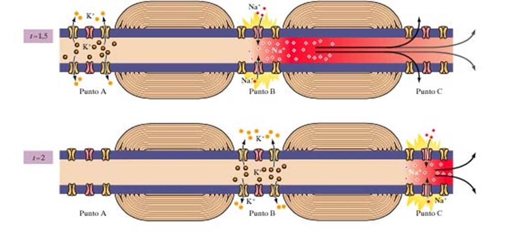 Si hanno correnti transmembranarie (e PA) solo a livello dei nodi di Ranvier che distano 1mm.ca uno dall altro.