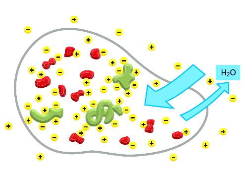 2. Il problema Una cellula che non faccia niente per controllare la sua osmolarità avrà una concentrazione di soluti maggiore all interno rispetto all esterno.