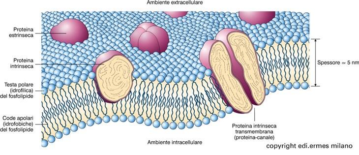 Rappresentazione della membrana plasmatica Situate sulla superficie (sia sul versante intra- che extracellulare) Immerse