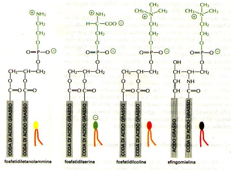 Principali fosfolipidi presenti nelle membrane biologiche