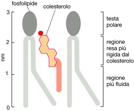 rendere la membrana impermeabile alle piccole molecole solubili