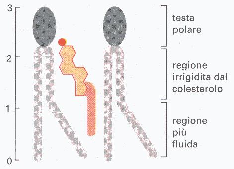 minore fluidità Proteine Diminuiscono la fluidità Colesterolo Magg.