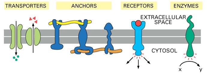 attraverso il doppio strato lipidico Due categorie di proteine di membrana: Proteine INTRINSECHE di membrana (o INTEGRALI).