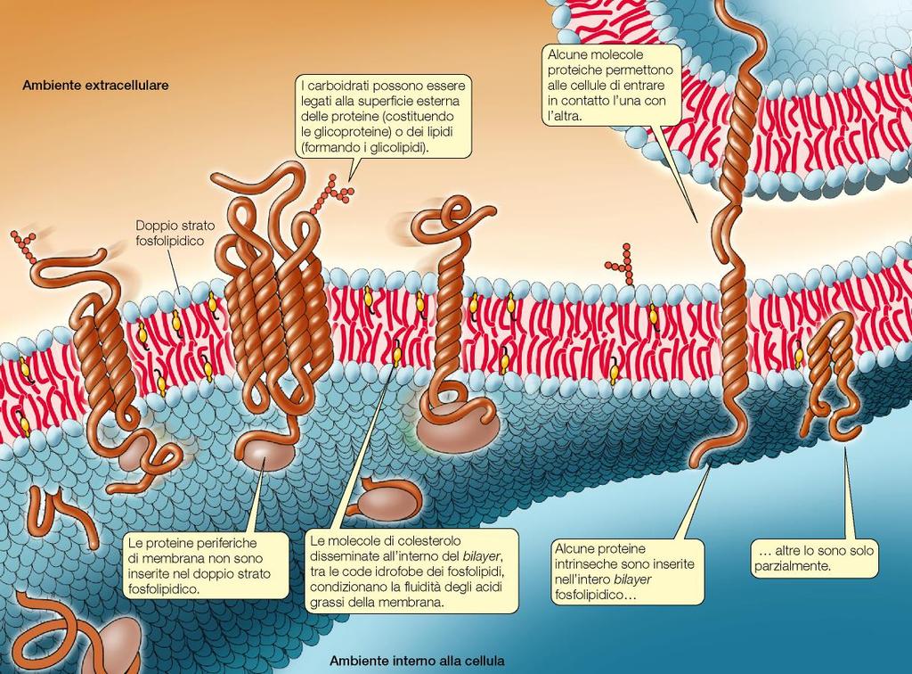 Membrane cellulari: le proteine L asimmetria delle membrane biologiche è determinata anche dalle proteine presenti nella membrana che durante la loro sintesi sono