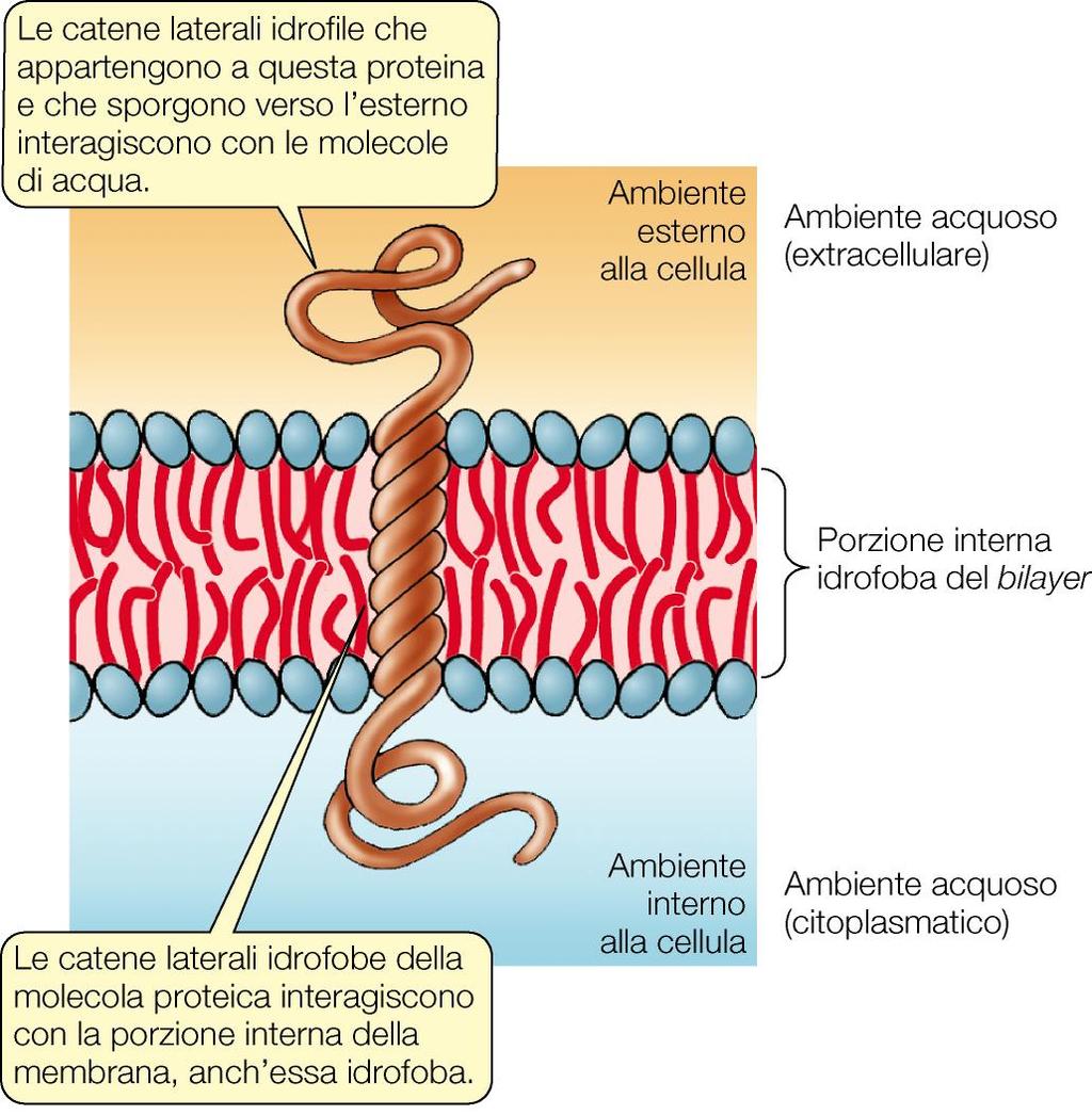 Membrane cellulari: le proteine PROTEINE