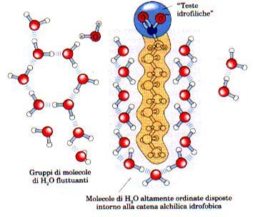 testa idrofilica Sistema ad alta energia Molecole di acqua altamente ordinate Molecole di di