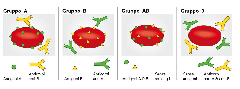 I gruppi sanguigni (sistema AB0) Gli antigeni A e B, presenti sulla superficie degli eritrociti, sono trasmessi per via ereditaria e determinano il gruppo sanguigno (A, B, AB e 0).