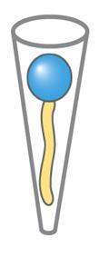Micelle Le unità lipidiche hanno una forma a cuneo con la sezione trasversale