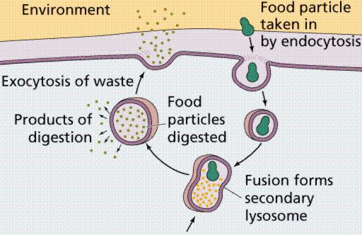 Endocitosi/esocitosi Endocitosi ed esocitosi sono altre forme di trasporto attraverso la membrana Il trasporto avviene tramite vescicole lipidiche (a doppio strato come i liposomi) Nella endocitosi