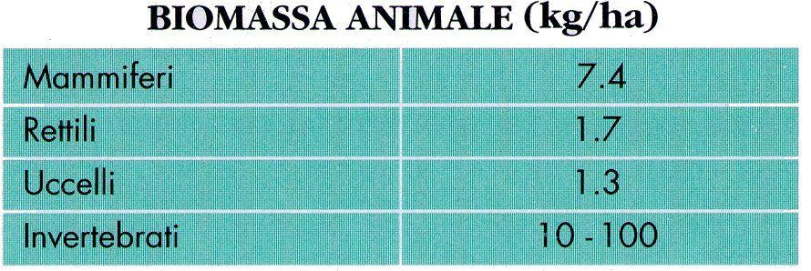 FORESTA TEMPERATA - FAUNA Fauna diversificata (maggiori microhabitat) Ibernazione nel suolo Migrazione invernale 90% degli invertebrati sono lombrichi e/o larve di Insetti