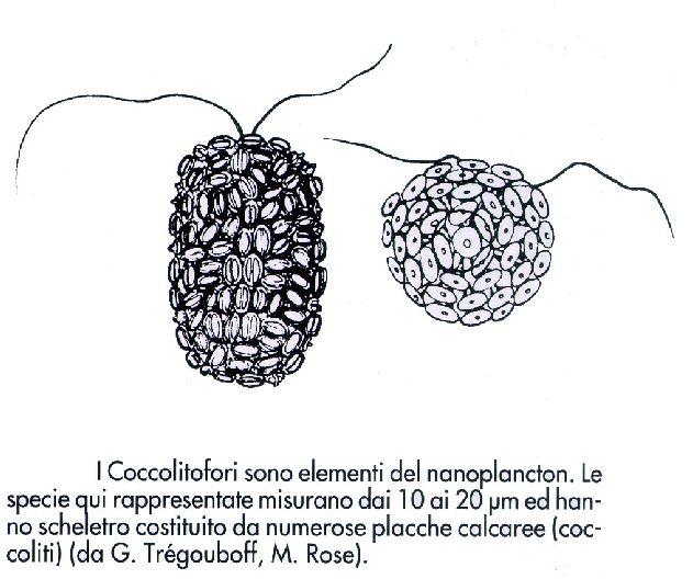 EVOLUZIONE ESTINTIVA Quando una specie raggiunge un elevato successo biologico offre il fianco a