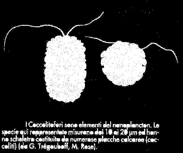 specie e la grande capacità di rimescolamento si riproducono rapidamente ed in grande quantità