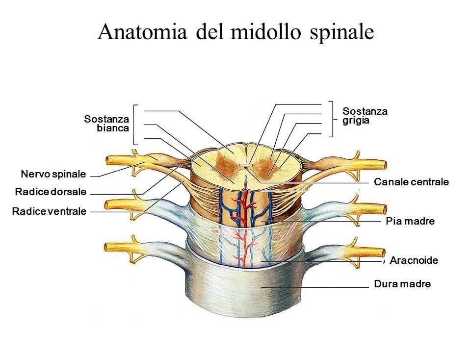 l'encefalo e la colonna vertebrale per il midollo spinale.