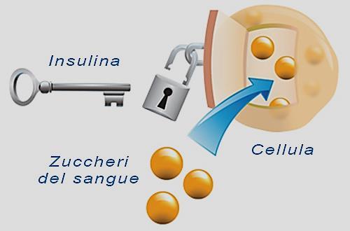 L insulina è un ormone prodotto dal pancreas che possiede molteplici funzioni; una delle più importanti è quella di far entrare il glucosio che si trova nel sangue all interno delle cellule dove può