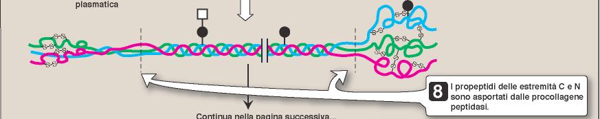 Tre di queste catene si avvolgono a formare una tripla elica, stabilizzata da legame a idrogeno tra amminoacidi idrossilati (legami