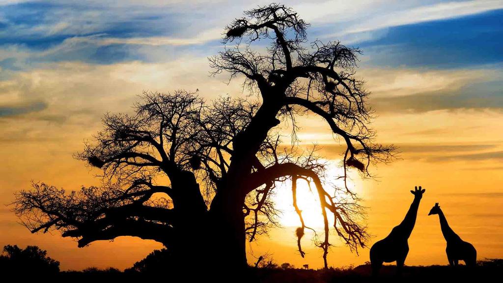 Botswana Super Botswana CON VIAGGIATORE ESPERTO DALL ITALIA TOUR DEL BOTSWANA IN 14 GIORNI /11 NOTTI DAL