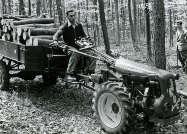 abbattimento di alberi