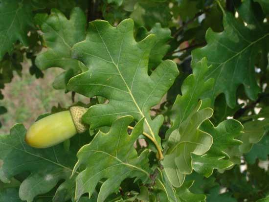 Biodiversità vegetale Farnia Quercus robur Attira insetti