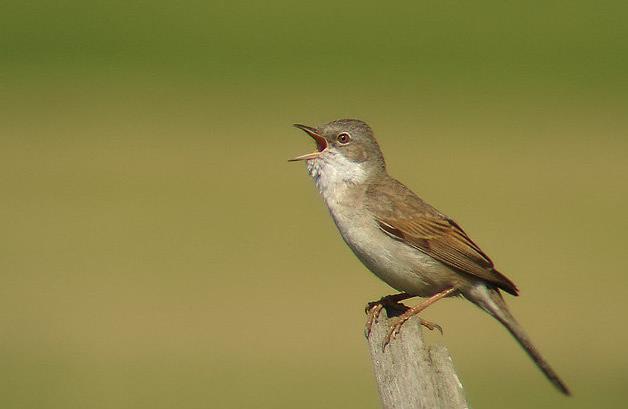 Biodiversità animale Azione C1 Monitoraggio dell avifauna DREAM Italia Dott.