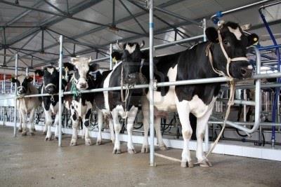 VACCA IN LATTAZIONE Principi generali Rapporto F:C Cambiamento graduale della razione Composizione della razione Vacca in
