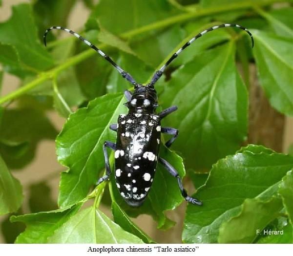 Un primo caso di successo mondiale fu l introduzione in California del coleottero Coccinellide Rodolia cardianlis predatore della cocciniglia australiana Icerya purchasi.