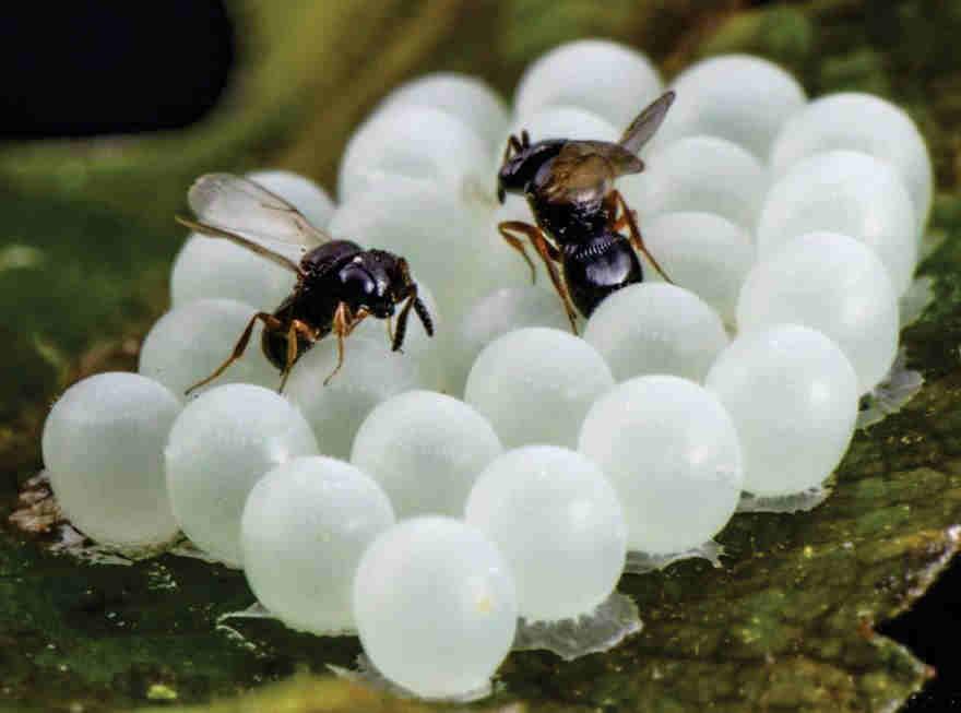 A Bellinzona è stato trovato un nuovo parassitoide