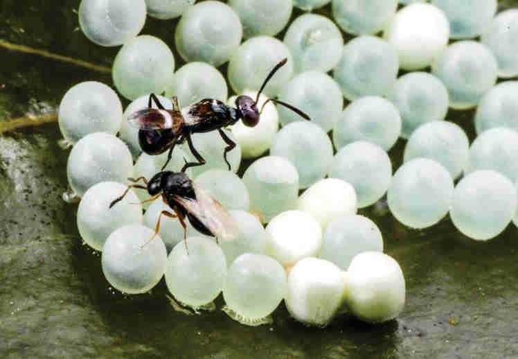 bifasciatus con Trissolcus sp.