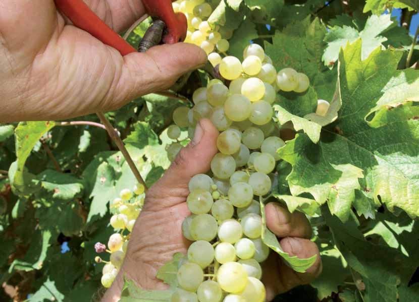 Conegliano Valdobbiadene PROSECCO SUPERIORE DOCG La difesa integrata della vite racchiude un insieme di pratiche viticole, fra cui le migliori soluzioni agronomiche, le strategie di interventi